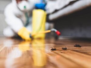 بيت جدة لخدمات النظافة | ارقام شركات رش الحشرات بالرياض